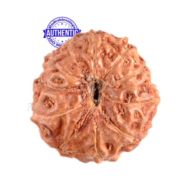 11 Mukhi Indonesian Rudraksha - Bead No. 3
