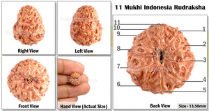 11 Mukhi Indonesian Rudraksha - Bead No. 3