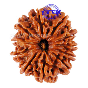 11 Mukhi Nepalese Rudraksha - Bead No. 54