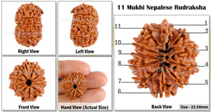 11 Mukhi Nepalese Rudraksha - Bead No. 67