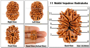 11 Mukhi Nepalese Rudraksha - Bead No. 68