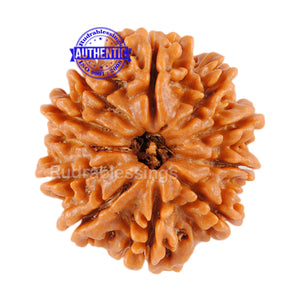 11 Mukhi Nepalese Rudraksha - Bead No. 69
