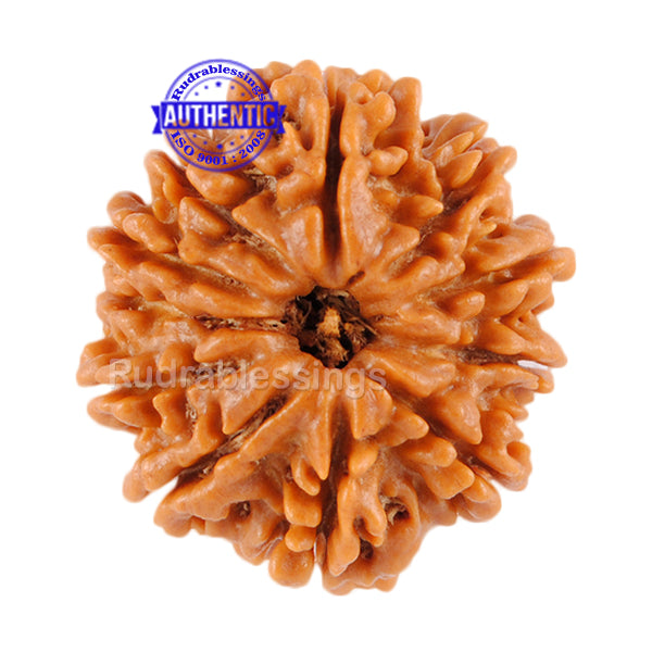 11 Mukhi Nepalese Rudraksha - Bead No. 69