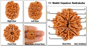 11 Mukhi Nepalese Rudraksha - Bead No. 69