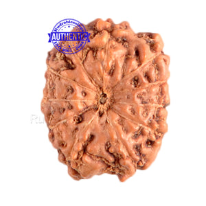 11 Mukhi Indonesian Rudraksha - Bead No. 6