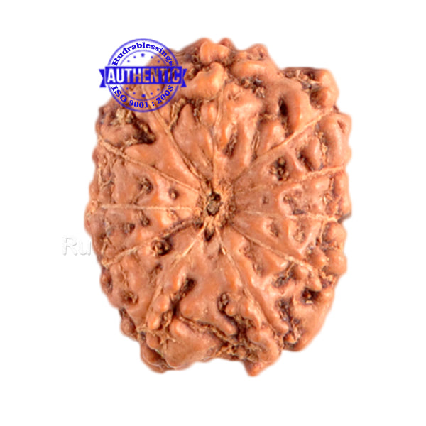 11 Mukhi Indonesian Rudraksha - Bead No. 6
