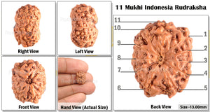 11 Mukhi Indonesian Rudraksha - Bead No. 6