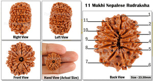 11 Mukhi Nepalese Rudraksha - Bead No. 70
