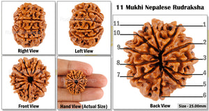 11 Mukhi Nepalese Rudraksha - Bead No. 72