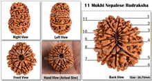 Load image into Gallery viewer, 11 Mukhi Nepalese Rudraksha - Bead No. 73

