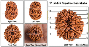 11 Mukhi Nepalese Rudraksha - Bead No. 73