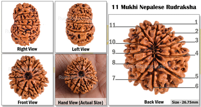 11 Mukhi Nepalese Rudraksha - Bead No. 73