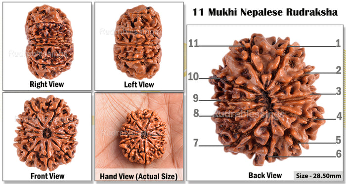 11 Mukhi Nepalese Rudraksha - Bead No. 75