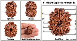 11 Mukhi Nepalese Rudraksha - Bead No. 77