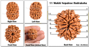 11 Mukhi Nepalese Rudraksha - Bead No. 80