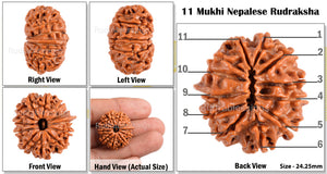 11 Mukhi Nepalese Rudraksha - Bead No. 84