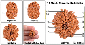 11 Mukhi Nepalese Rudraksha - Bead No. 85