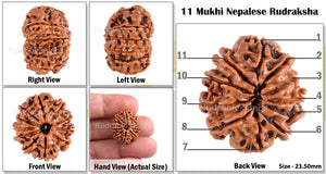 11 Mukhi Nepalese Rudraksha - Bead No. 86