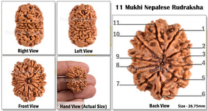 11 Mukhi Nepalese Rudraksha - Bead No. 90