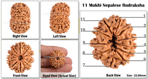 11 Mukhi Nepalese Rudraksha - Bead No. 93