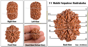 11 Mukhi Nepalese Rudraksha - Bead No. 94