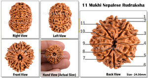 11 Mukhi Nepalese Rudraksha - Bead No. 95