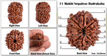 Load image into Gallery viewer, 11 Mukhi Nepalese Rudraksha - Bead No. 96
