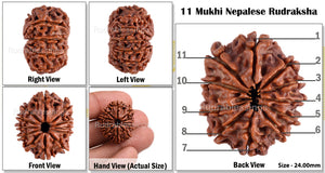 11 Mukhi Nepalese Rudraksha - Bead No. 96