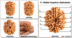 11 Mukhi Nepalese Rudraksha - Bead No. 97