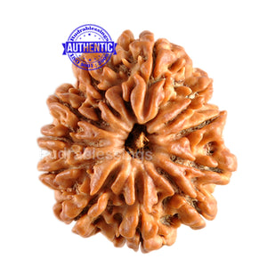 11 Mukhi Nepalese Rudraksha - Bead No. 98