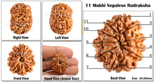 11 Mukhi Nepalese Rudraksha - Bead No. 98