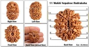 11 Mukhi Nepalese Rudraksha - Bead No. 99