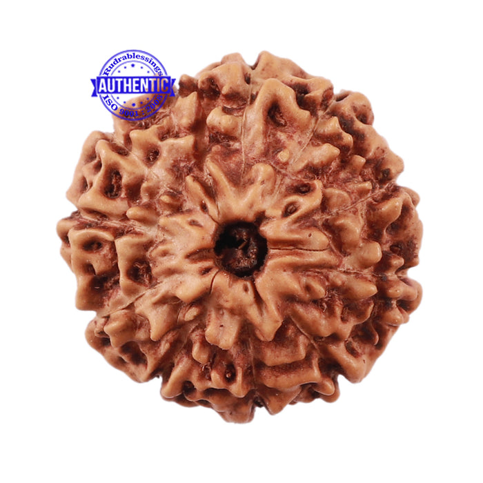 11 Mukhi Indonesian Rudraksha - Bead No. 137