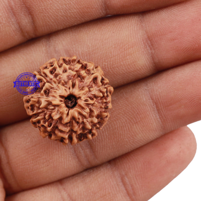 11 Mukhi Indonesian Rudraksha - Bead No. 137
