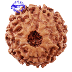 11 Mukhi Indonesian Rudraksha - Bead No. 137
