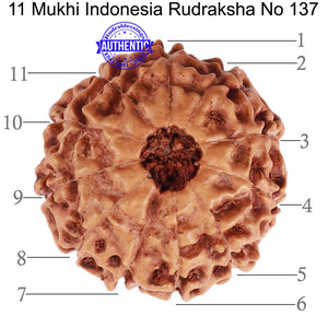 11 Mukhi Indonesian Rudraksha - Bead No. 137