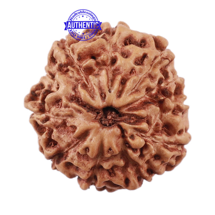 11 Mukhi Indonesian Rudraksha - Bead No. 138