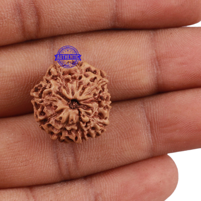 11 Mukhi Indonesian Rudraksha - Bead No. 138