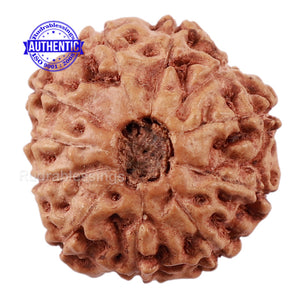 11 Mukhi Indonesian Rudraksha - Bead No. 138