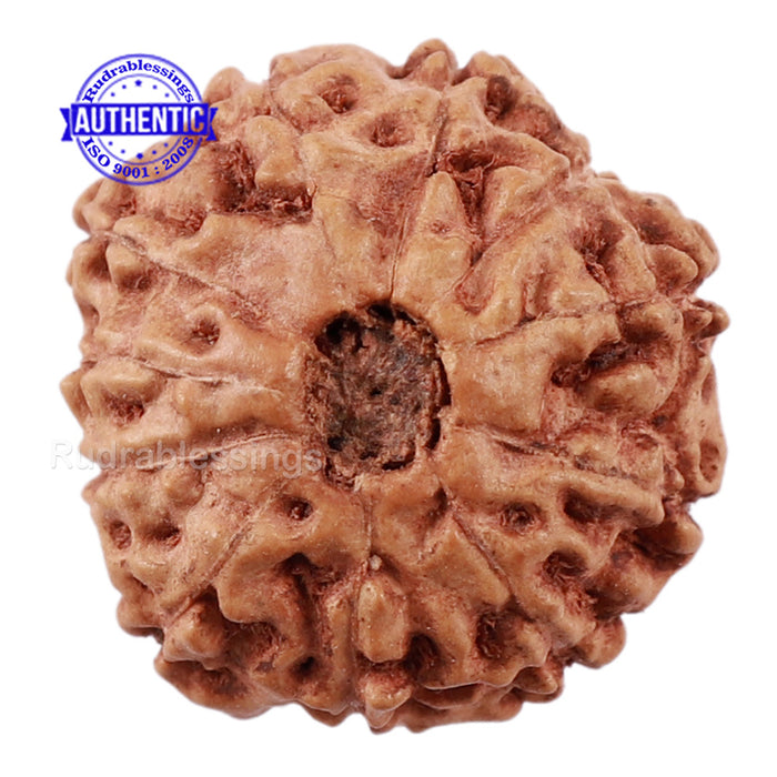 11 Mukhi Indonesian Rudraksha - Bead No. 138