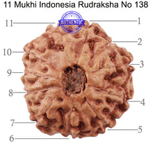 Load image into Gallery viewer, 11 Mukhi Indonesian Rudraksha - Bead No. 138
