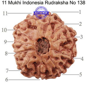 11 Mukhi Indonesian Rudraksha - Bead No. 138