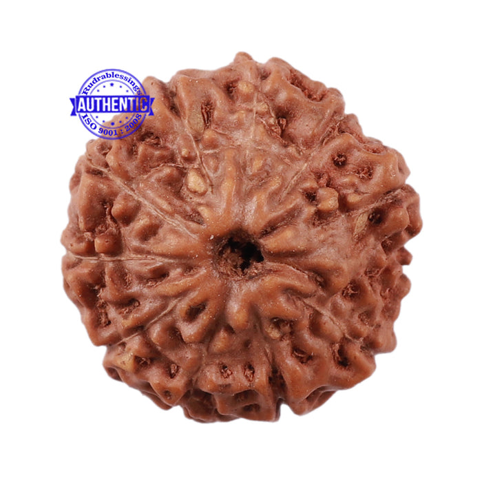 11 Mukhi Indonesian Rudraksha - Bead No. 139