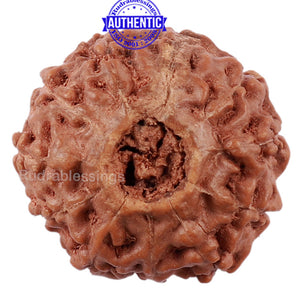11 Mukhi Indonesian Rudraksha - Bead No. 139