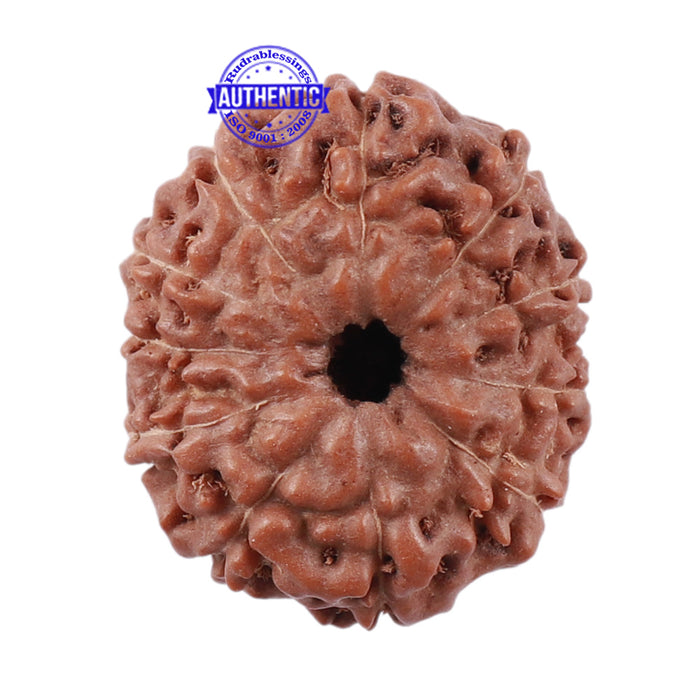 11 Mukhi Indonesian Rudraksha - Bead No. 140