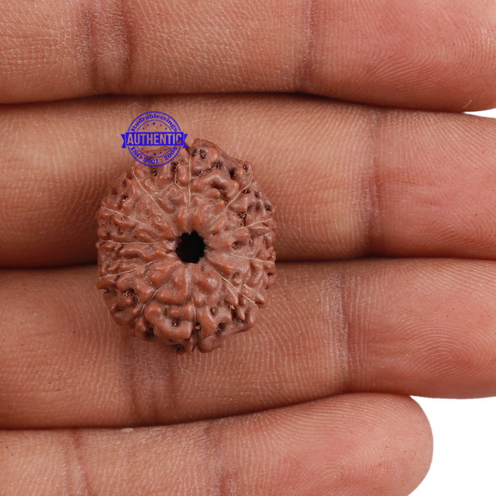 11 Mukhi Indonesian Rudraksha - Bead No. 140