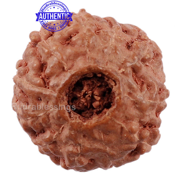 11 Mukhi Indonesian Rudraksha - Bead No. 141