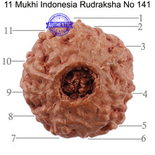 Load image into Gallery viewer, 11 Mukhi Indonesian Rudraksha - Bead No. 141
