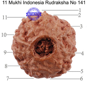 11 Mukhi Indonesian Rudraksha - Bead No. 141