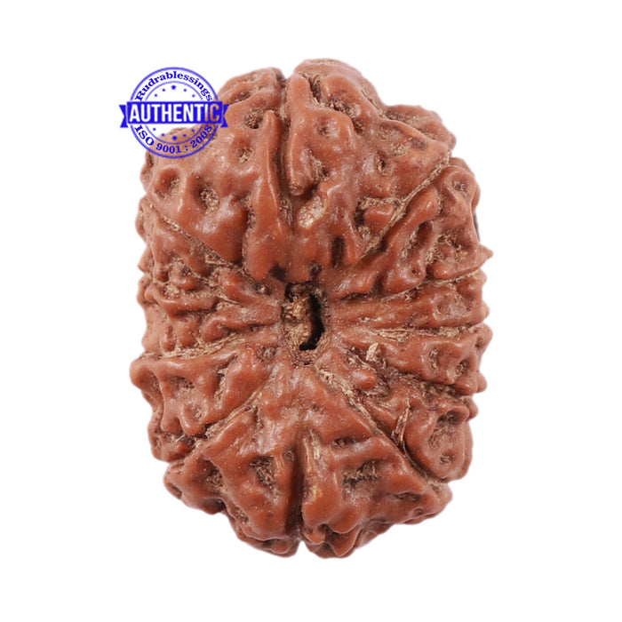 11 Mukhi Indonesian Rudraksha - Bead No. 144